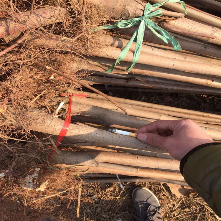 早熟的香椿苗有哪些 大量供應紅油香椿苗