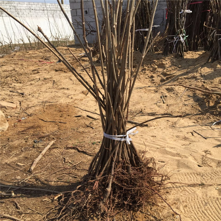 南北方適不適合種植黑油香椿苗 保質量出售紅油香椿苗