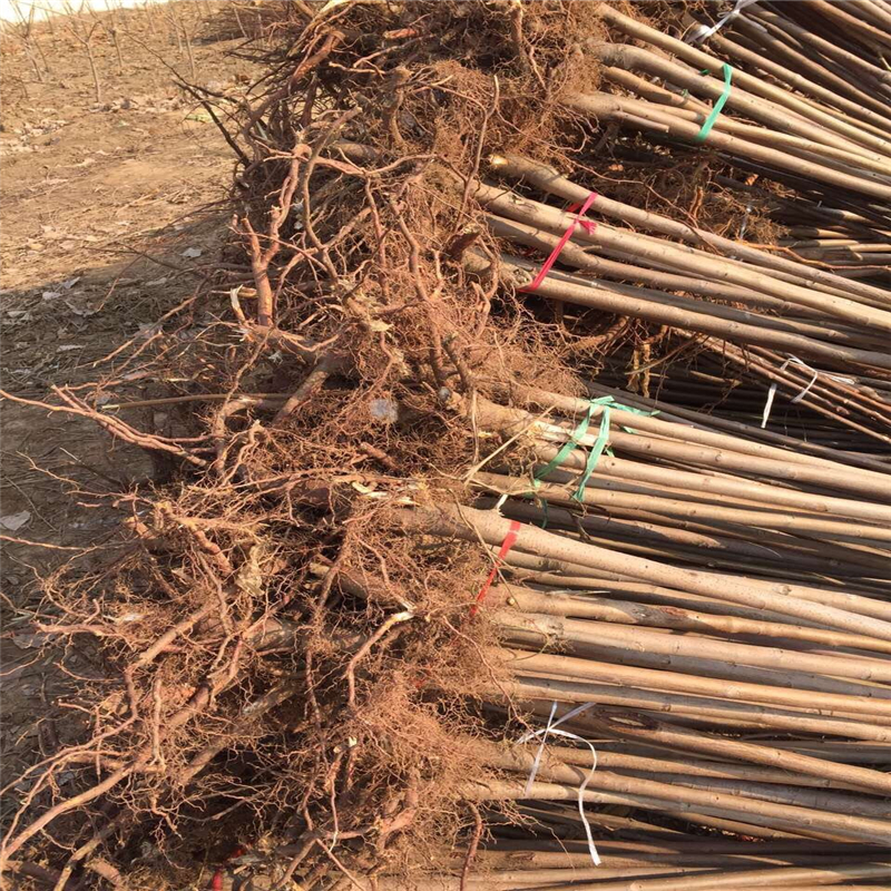 效益好的香椿苗品種 晚熟的紅油香椿苗有哪些