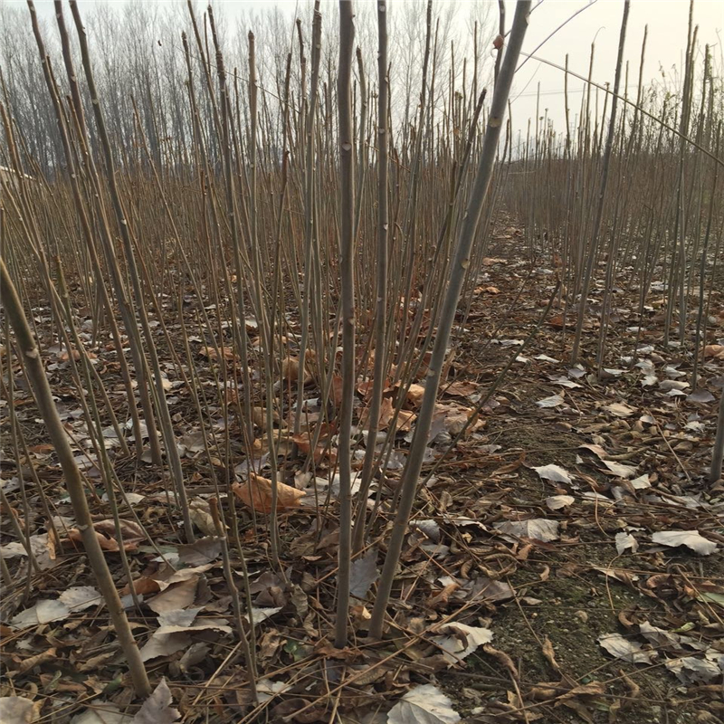 什么時間種植香椿苗為合適 能品種的紅油香椿苗繁育基地