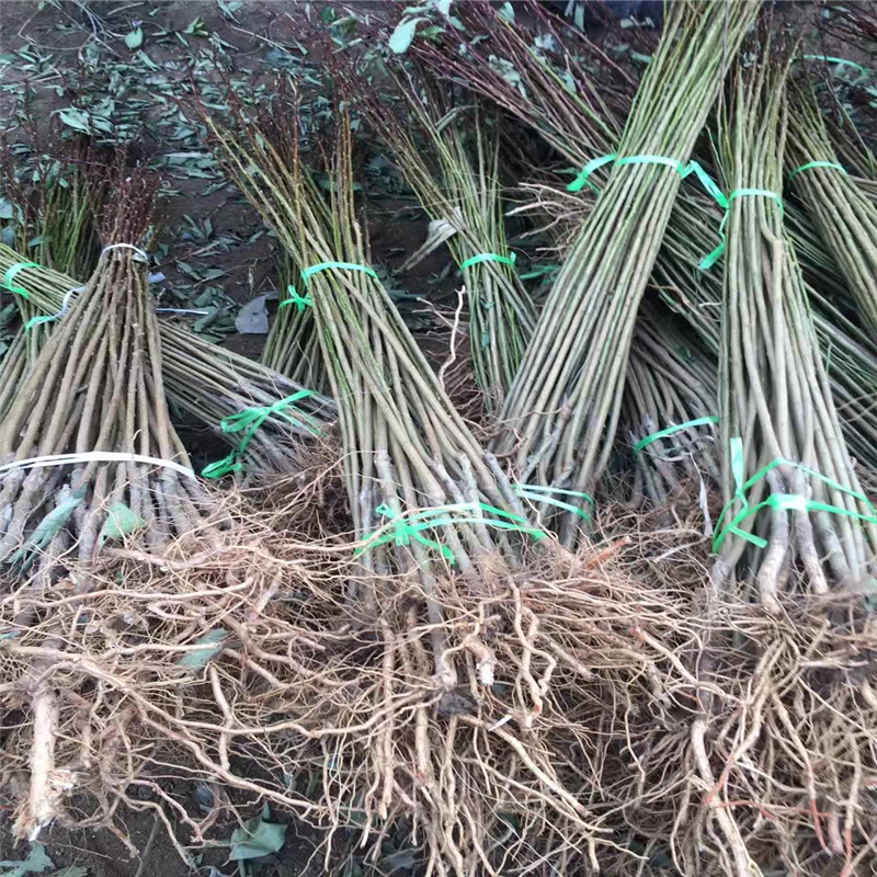 供應商推出新黑油香椿苗種植管理技術 紅油香椿苗成品園