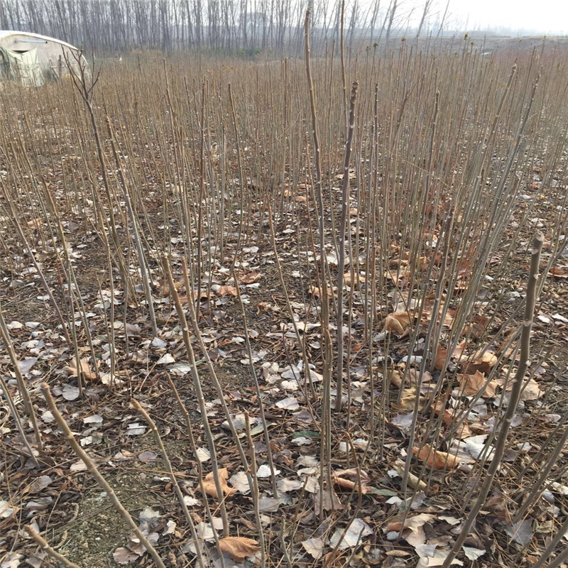 早熟的香椿苗有哪些 種植紅油香椿土壤怎么選擇