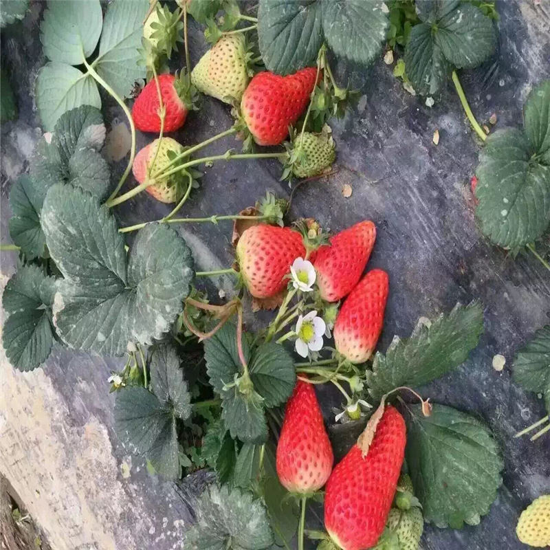 艳红草莓苗种植管理技术天津周边苗木供应商