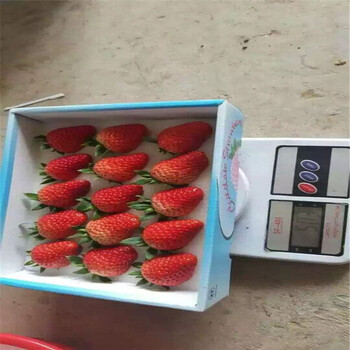 脫毒二代草莓苗種植管理技術(shù)常德苗木廠家
