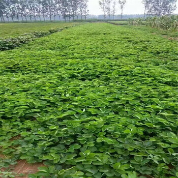 豐香草莓苗種植技術(shù)甘孜苗木供應(yīng)商