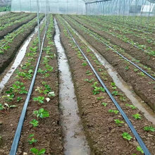 红实草莓苗价格湖州苗木厂家图片