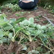 白雪公主草莓苗种植技术淄博苗木供应商图片