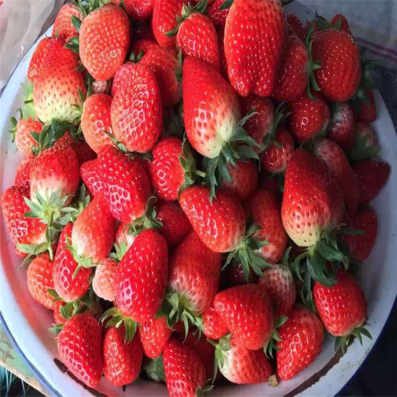 圣诞红草莓苗价格彰化县苗木供应商