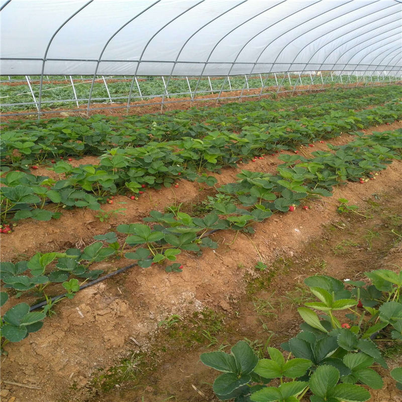 静海安娜草莓苗的种植条件