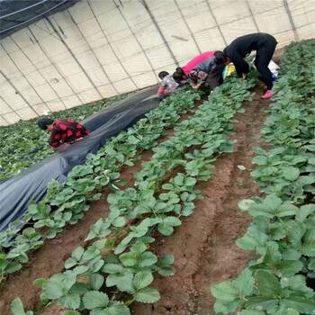 艳红草莓苗种植管理技术天津周边苗木供应商