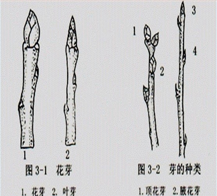 梨樹苗廠家、1年秋白梨樹苗價(jià)格、