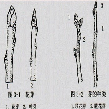 梨樹苗基地、粗度5厘米玉露香梨樹苗