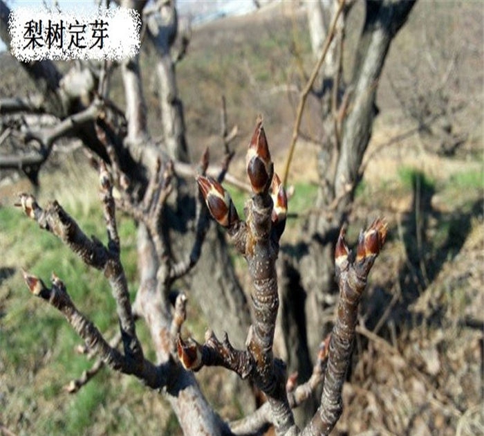 梨樹苗多少錢、今年巴梨樹苗價格