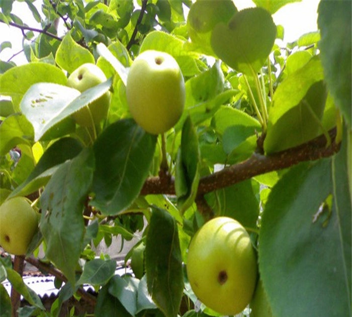供應(yīng)梨樹(shù)苗、粗度3厘米早酥紅梨樹(shù)苗