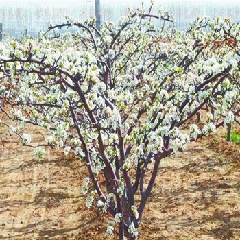 梨樹苗合作社、雪花梨樹苗怎樣提高移栽成活率