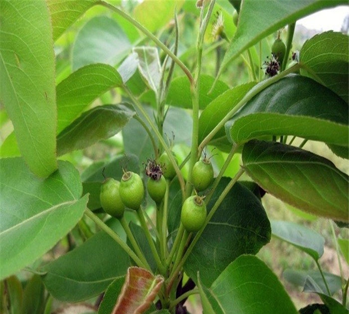 梨樹苗多少錢、桂香梨樹苗