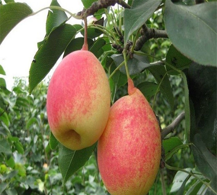 梨樹(shù)苗基地、粗度2厘米夏清砂梨樹(shù)苗