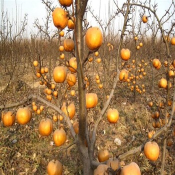 梨树苗厂家、怎样选购圆黄梨树苗