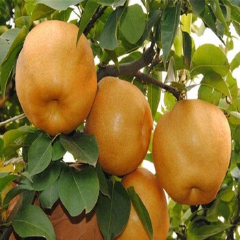 梨樹苗廠家、大棚如何種植紅茄梨樹苗