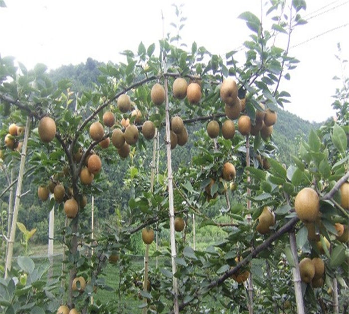 梨樹苗多少錢、皇冠梨樹苗種植應(yīng)該注意什么