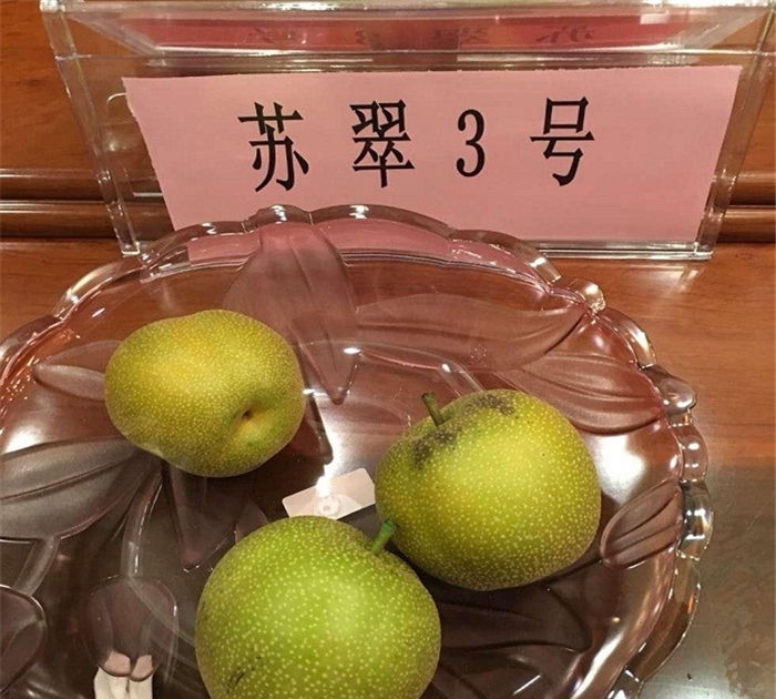 供應(yīng)梨樹(shù)苗、購(gòu)買(mǎi)黃金梨樹(shù)苗