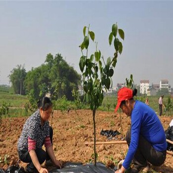 供应梨树苗、带土出售玉露香梨树苗