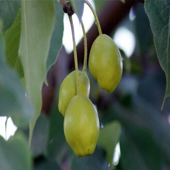 梨樹苗價格、大量供應(yīng)晚秋黃梨樹苗