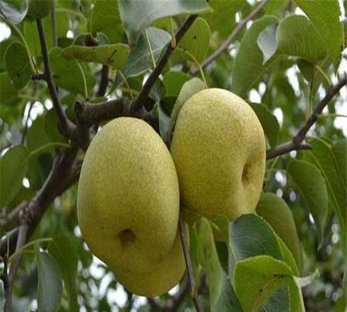 梨樹(shù)苗多少錢(qián)、翠冠梨樹(shù)苗附近基地