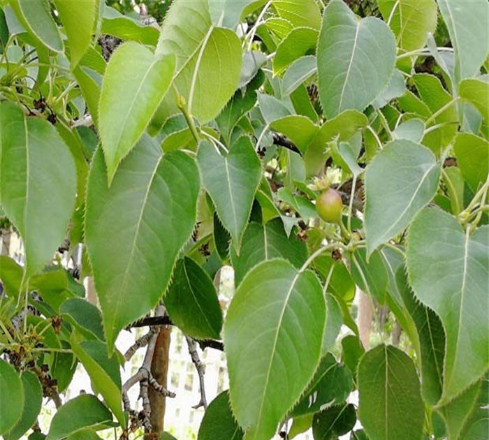 供應(yīng)梨樹(shù)苗、梨樹(shù)苗選什么品種好