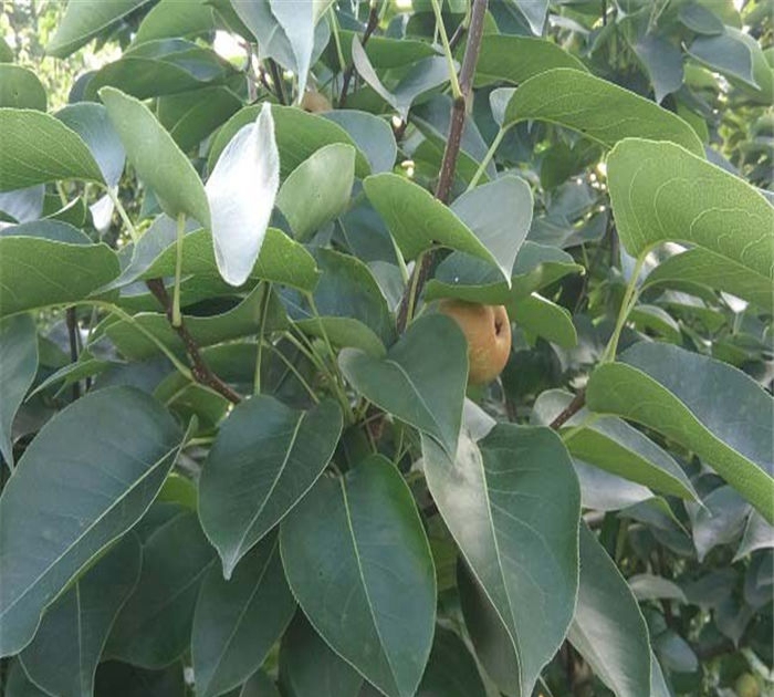 購買梨樹苗、新梨7號梨樹苗價格