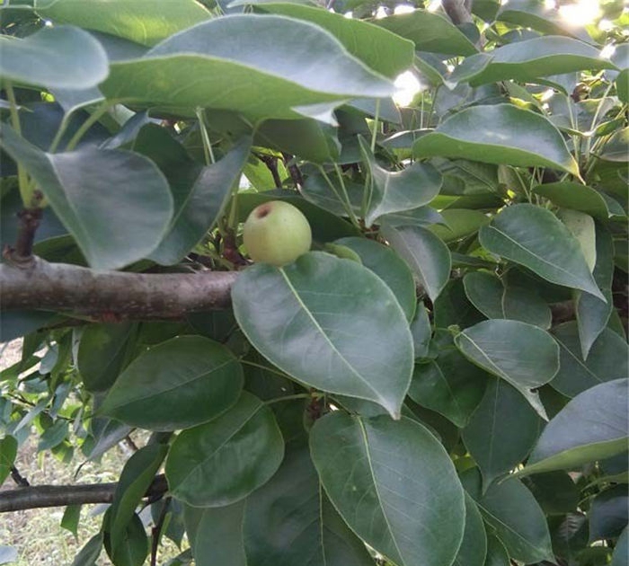 供應(yīng)梨樹(shù)苗、粗度3厘米早酥紅梨樹(shù)苗