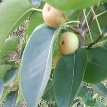 供應梨樹苗、引進秋子梨樹苗草莓苗