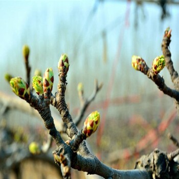 梨樹苗基地、紅梨苗種植管理技術(shù)