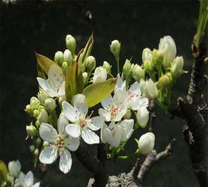 梨樹苗基地、種植翠玉梨樹苗前準(zhǔn)備什么