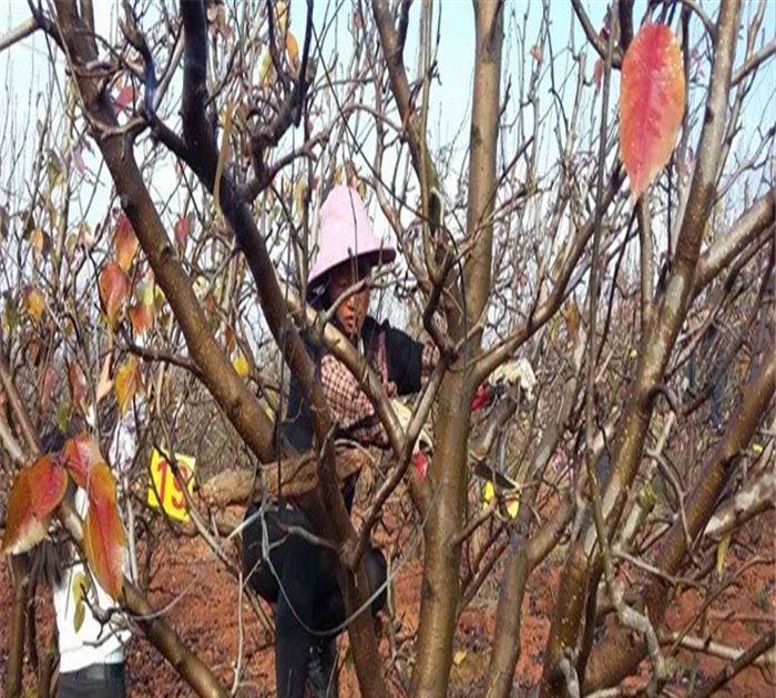 梨树苗基地、梨树苗选什么品种好