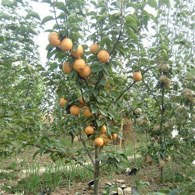 梨樹(shù)苗合作社、粗度3厘米華高梨樹(shù)苗基地