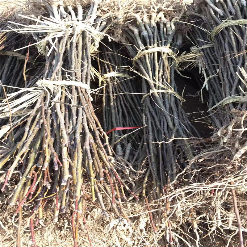 梨樹(shù)苗合作社、供應(yīng)夏露砂梨樹(shù)苗