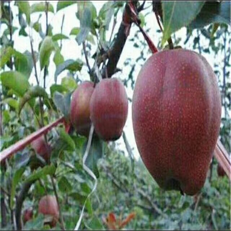 供應梨樹苗、每年大量繁育培育西洋梨樹苗