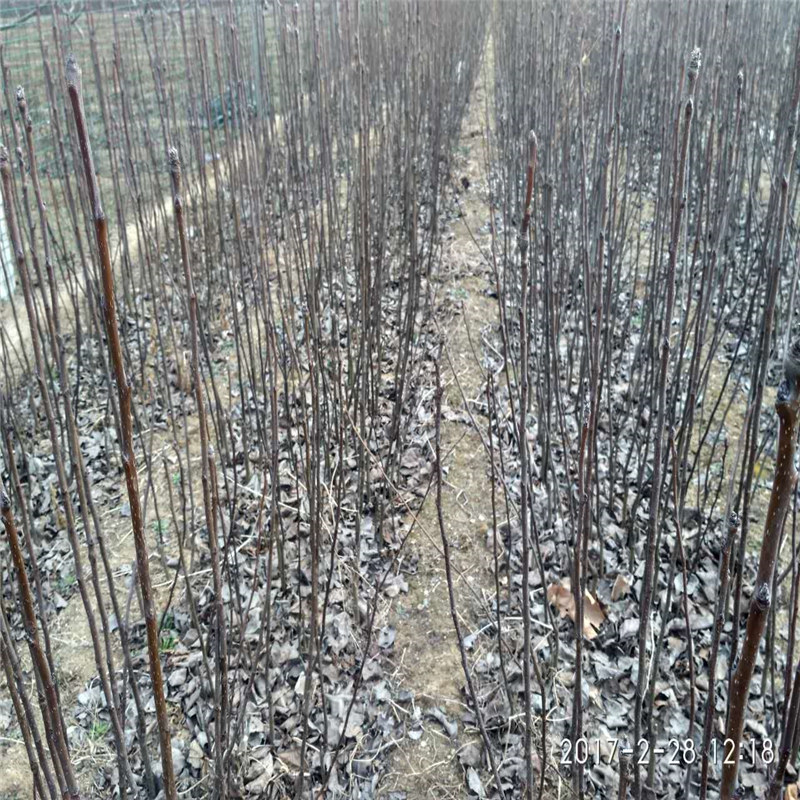 梨樹苗合作社、紅考蜜斯梨樹苗一畝地種植多少