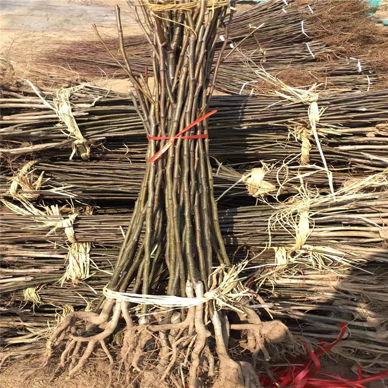 購(gòu)買梨樹(shù)苗、大量采購(gòu)秋子梨樹(shù)苗