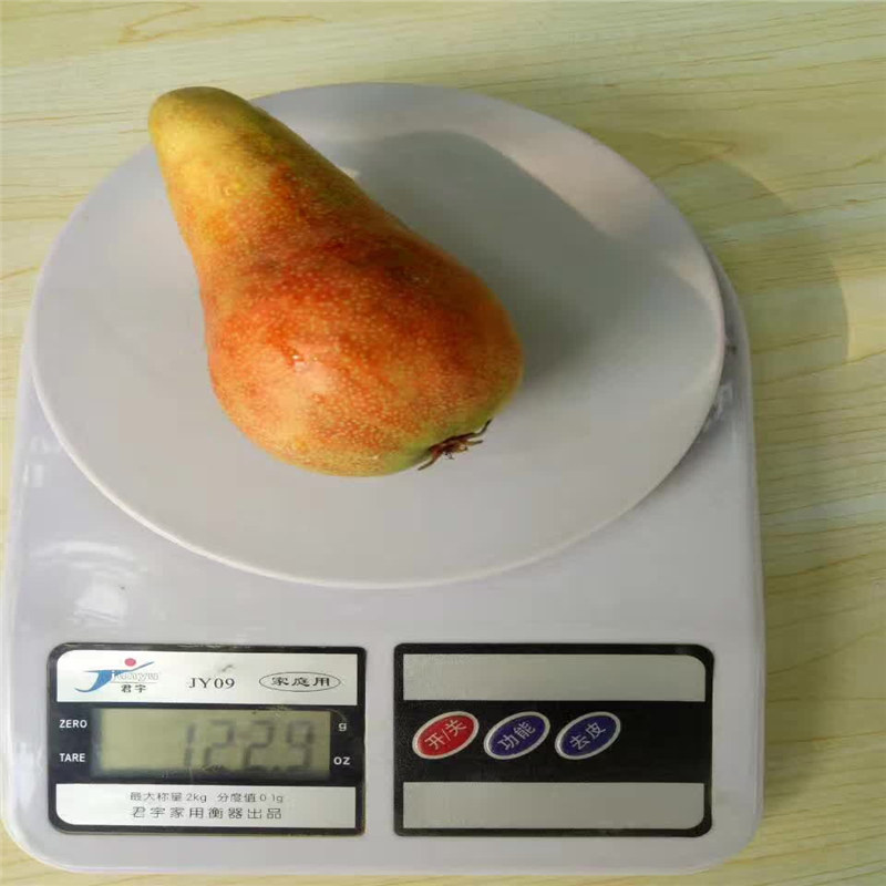 供應(yīng)梨樹苗、紅茄梨樹苗成品園