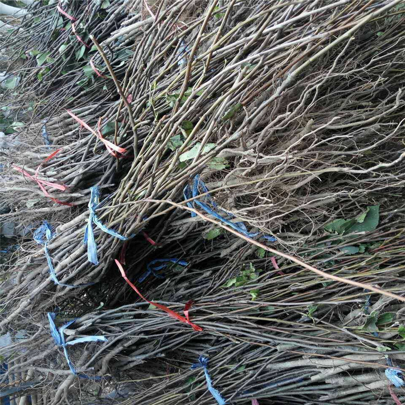 梨樹苗基地、粗度2cm紅香酥梨樹苗