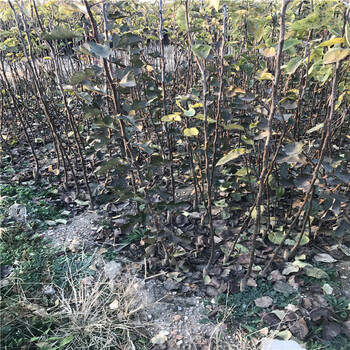 梨樹苗多少錢、種植雪花梨樹苗具備什么條件