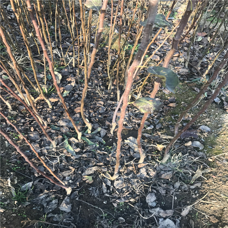 梨樹苗多少錢、皇冠梨樹苗種植應(yīng)該注意什么