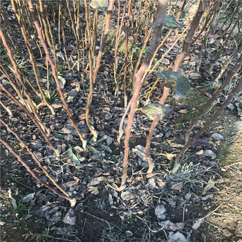 梨樹苗價格、秋白梨樹苗怎樣繁殖
