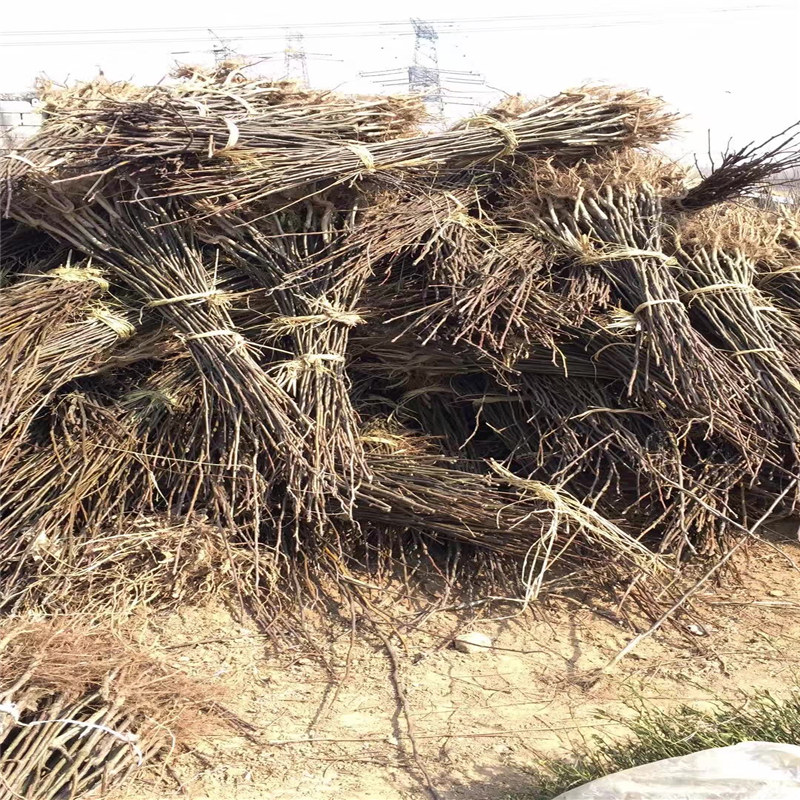 梨樹苗合作社、紅考蜜斯梨樹苗一畝地種植多少