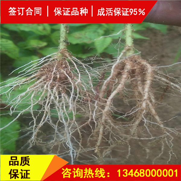 今日:斯坦拉櫻桃樹基地