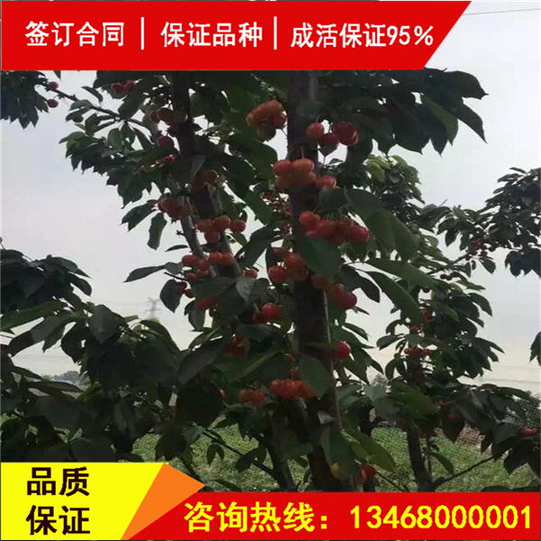 今日:莎蜜豆大櫻桃實(shí)地考察