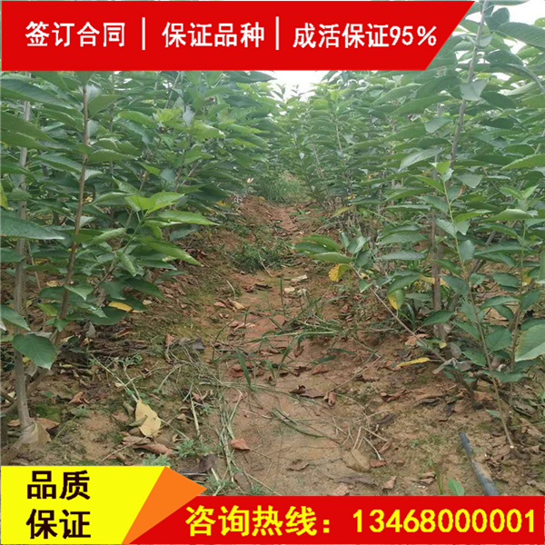 今日:莎蜜豆大櫻桃實(shí)地考察