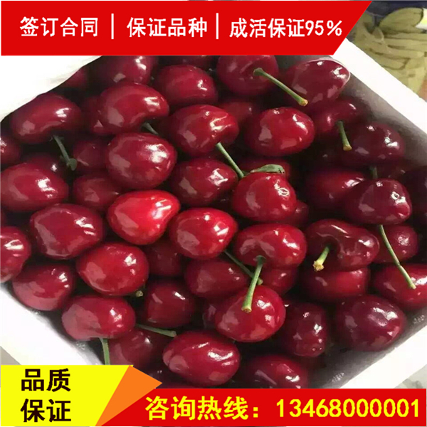 資訊:吉塞拉櫻桃砧木櫻桃品種純度